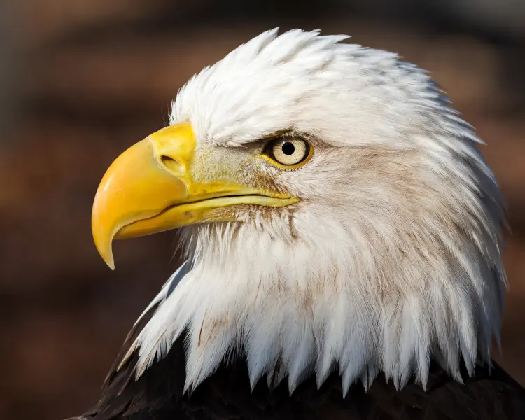 Bielik eagle, symbolizing the Polish LLM (Language Model) technology